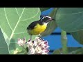 Bananaquit     Birds of Bonaire