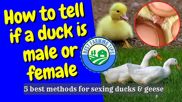 How to tell if a duck is male or female: 5 best methods for sexing ducks & geese - DayDayNews