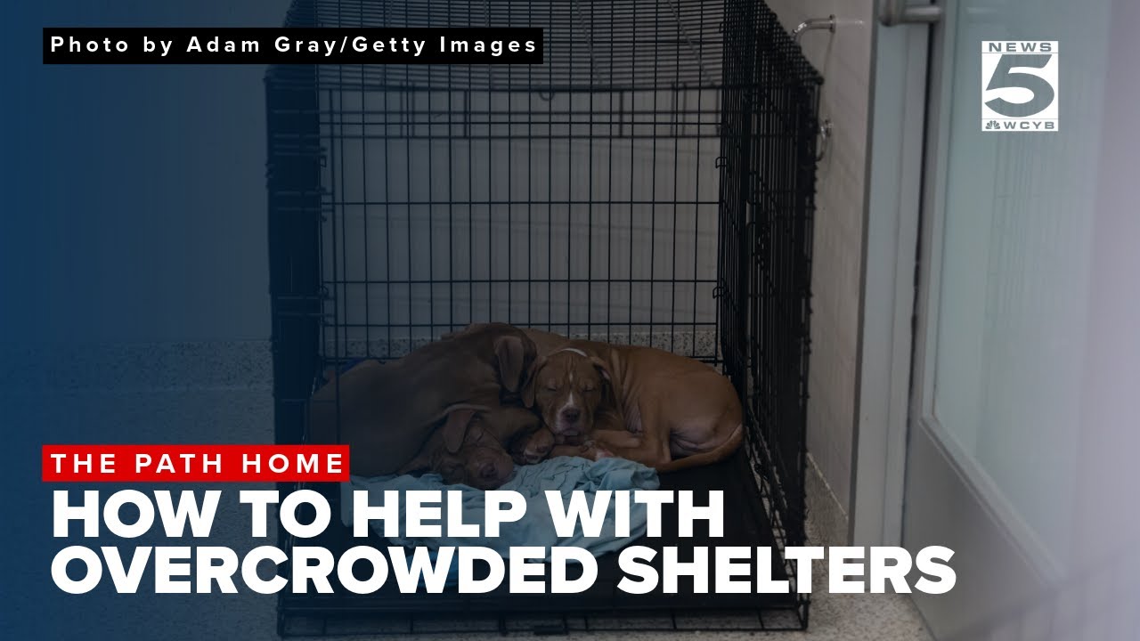 The Path Home: How to help with overcrowded shelters - YouTube