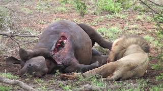 Lions Hunt Rhino With Broken Leg | Kruger National Park South Africa