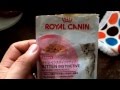 【ＣＡＴ】子猫用ROYAL CANINキャットフードをアメリカンショートヘアーのマシュにあげてみた。ところが・・・