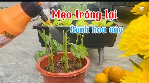 Cách giâm cành hoa cúc sau khi cắm – Trồng lại dễ dàng, nhanh ra rễ | Phôn’s Garden