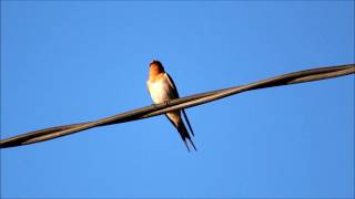 Welcome Swallow bird call