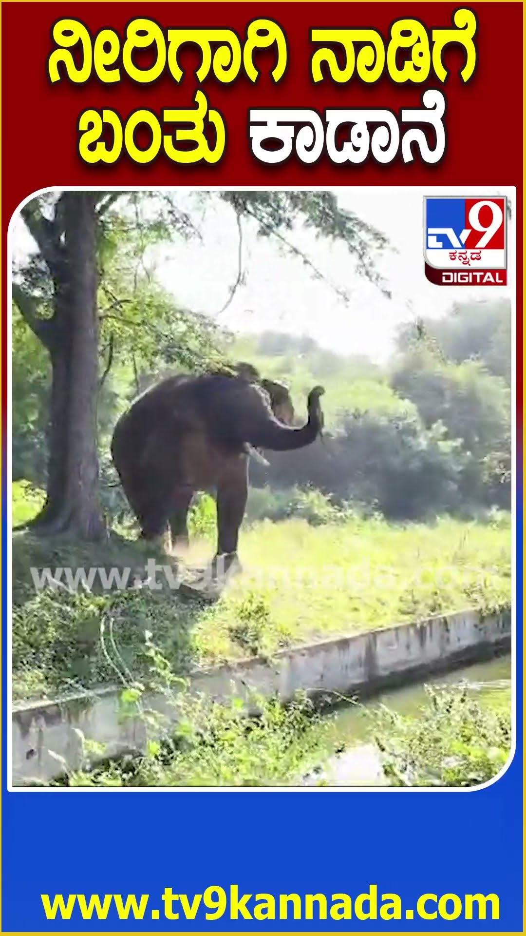 ನೀರಿಗಾಗಿ ನಾಡಿಗೆ ಬಂತು ಕಾಡಾನೆ #Elephant #Tv9D