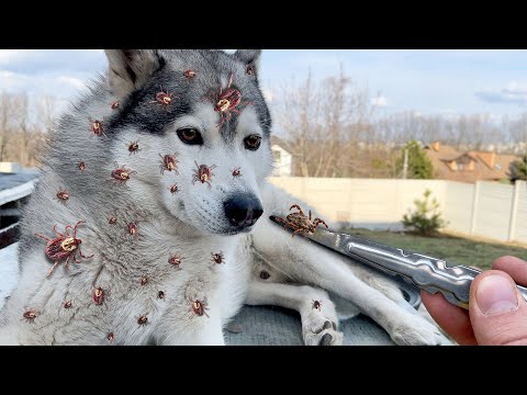 ШОК! 86 КЛЕЩЕЙ НА ХАСКИ !!!