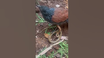 553-뱀이 사냥하는 새들의 날카로운 발굽에서 벗어나는 것은 어렵다#자연세계