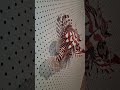 Lionfish Wall Art Taxidermy Alternative Unique Hand Made