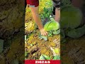 Farmers Won’t Tell You This Cabbage Harvest Secret!