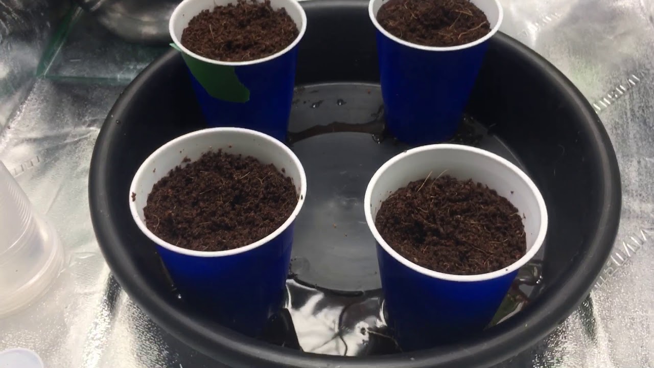 Cannabis germination