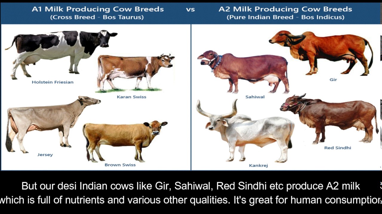 Как переводится пород. Cow Breeds. Cow's Milk Production. Cow картинка с подписью. Milk a Cow перевод.