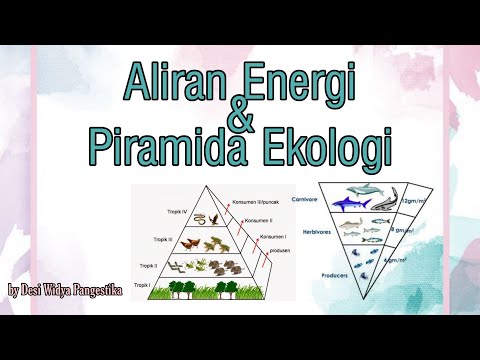 Video: Mengapa piramida merupakan model yang efektif untuk mengukur aliran energi?