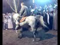 رقص خيل الشيخ انور البكري