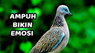 SUARA TEKUKUR KUK 2 GACOR PIKAT DERKUKU LIAR DAN PANCING GACOR TOTAL