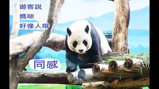 Tourists Say Mommy Looks Just Like A Human I Totally Agree 06022026