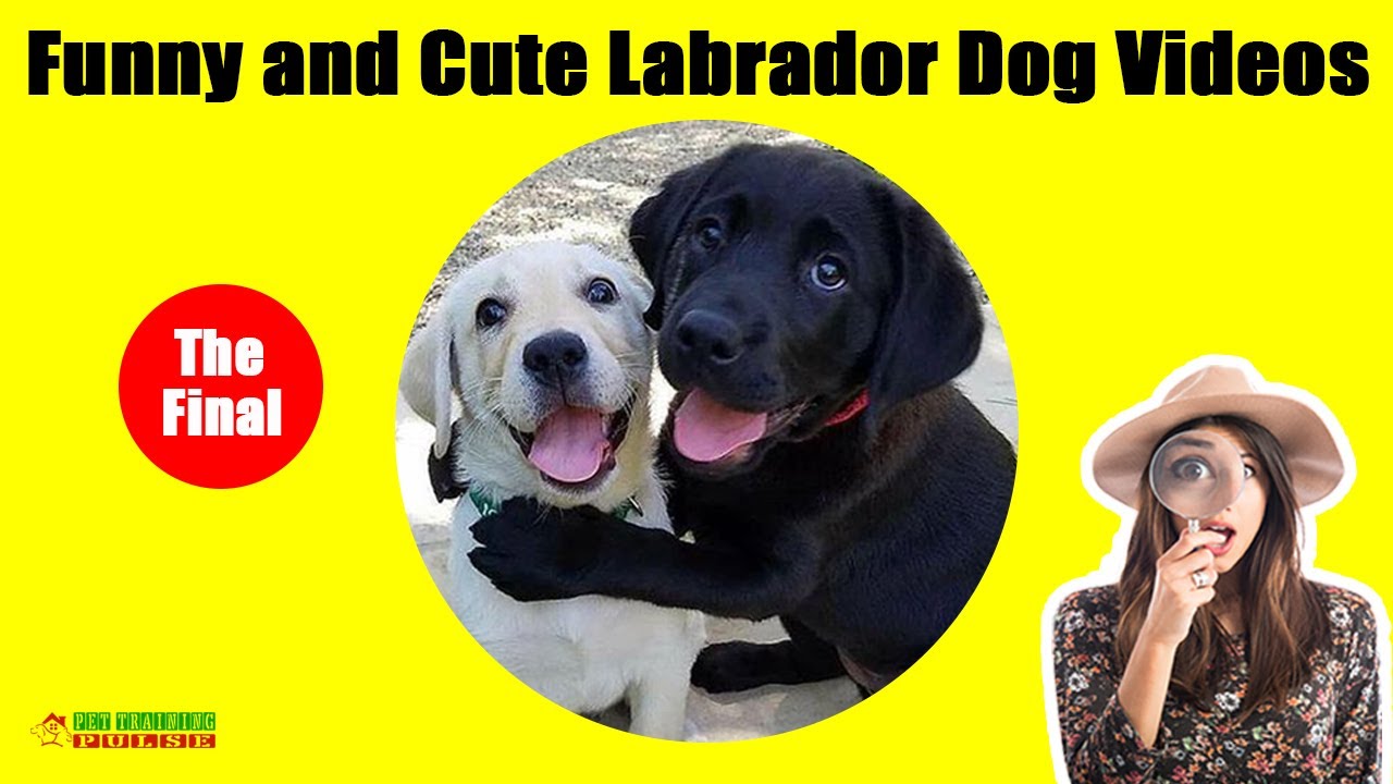 [THE FINAL] Funny and Cute Labrador Dog Videos - YouTube