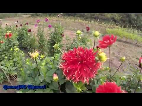 Video: Tsev cog qoob loo. Homemade cultivator rau taug kev-qab tsheb laij teb