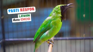Pancingan Cucak Ijo Gacor Cepat Buat Menaikan Emosi Lawan Agar Mau Jamtrok Bongkar Isian