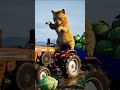 Unexpected Accident on the Farm: Kitten Cares for Mama Cat with All His Little Heart 🐾👩⚕️❤️