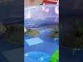 السلاحف البرمائية