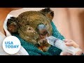 Australia wildfires: 480 million animals believed dead | USA TODAY