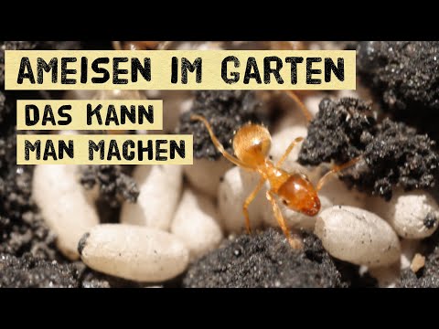 Video: Fressen Ameisen Blumen?