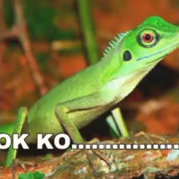 Bewok gletek boyo rayo
