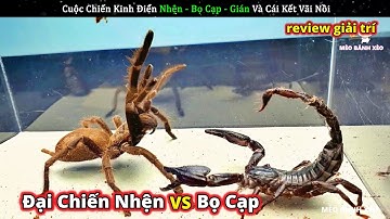 Chiến trường động vật giữa NHỆN khổng lồ - BỌ CẠP - GIÁN và cái kết || Review Giải Trí