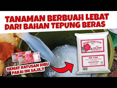 Video: Tepung Fosfor: formula, komposisi, sifat, aplikasi