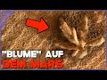 "Blume" auf dem Mars entdeckt - was ist das?