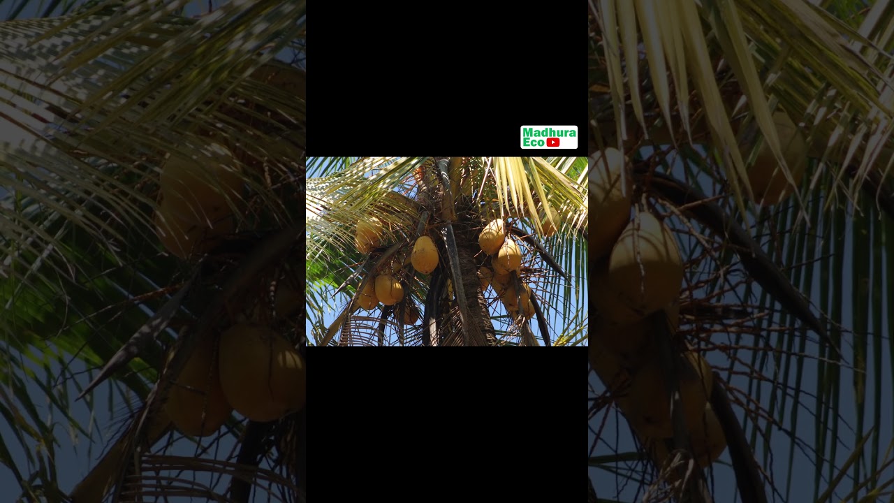 Is King Coconut the Secret to Boosting Your Energy Levels /  