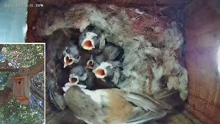 2023-06-06 day archive chickadees 20 days old