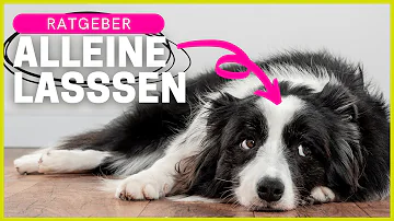 Was tun damit der Hund nicht bellt wenn er alleine ist?