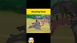 Top 5 Majedar Facts Hindi Facts