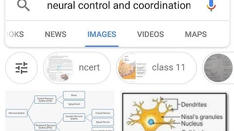 Neural Control and Coordination | NEET BIOLOGY PYQs |class 11 biology