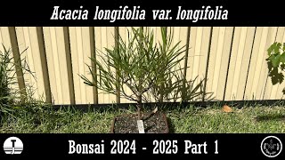 Acacia longifolia bonsai 2024 - 2025 part 1