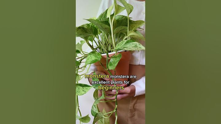 TOP 5 "HARD TO KILL" HOUSEPLANTS | LOW MAINTENANCE| Beginner's Indoor Plants| BirdofParadise |
