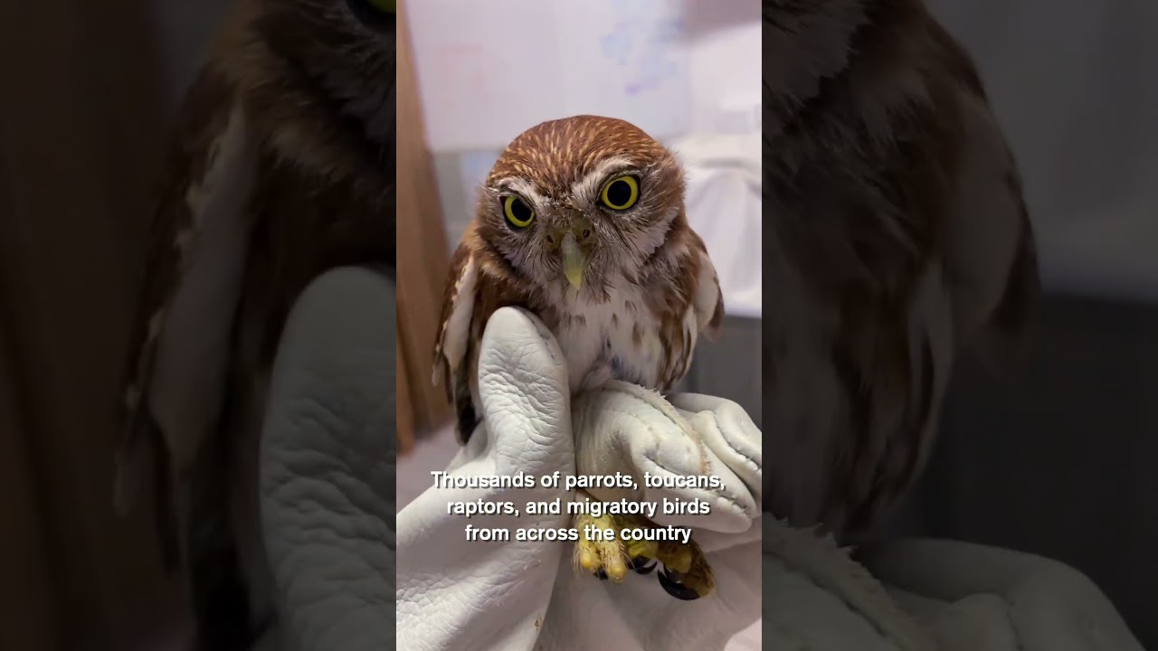 Belize Bird Rescue: About Us