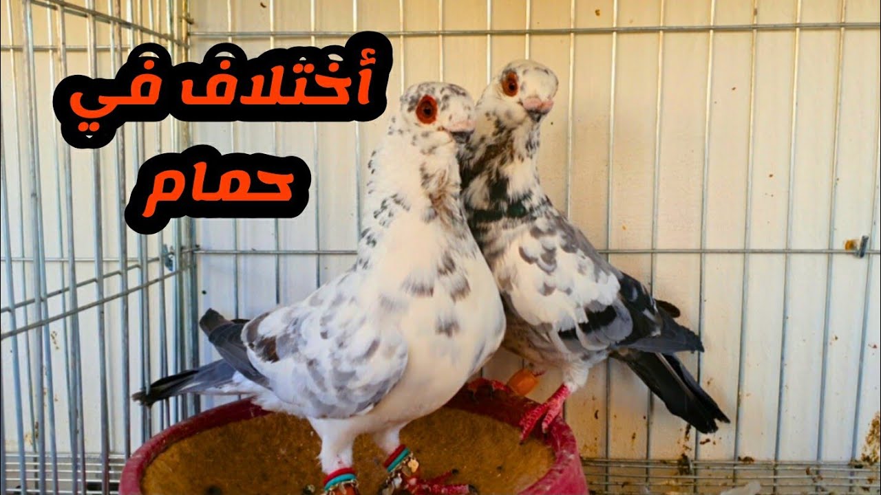 تغير في جواز غرفة الانتاج وجواز جديده