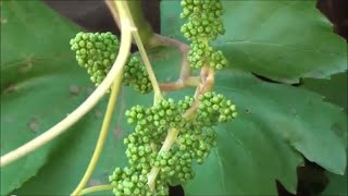 GRAPES starting to form - CLOSE UP and HIGH DEFINITION - Grapevines ready to flower