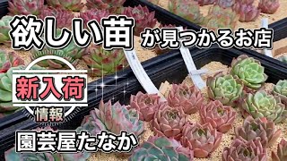 【ガーデニングＤＩＹ】欲しい多肉植物が必ず見つかるお店 園芸屋たなかさんで多肉狩り♪♬