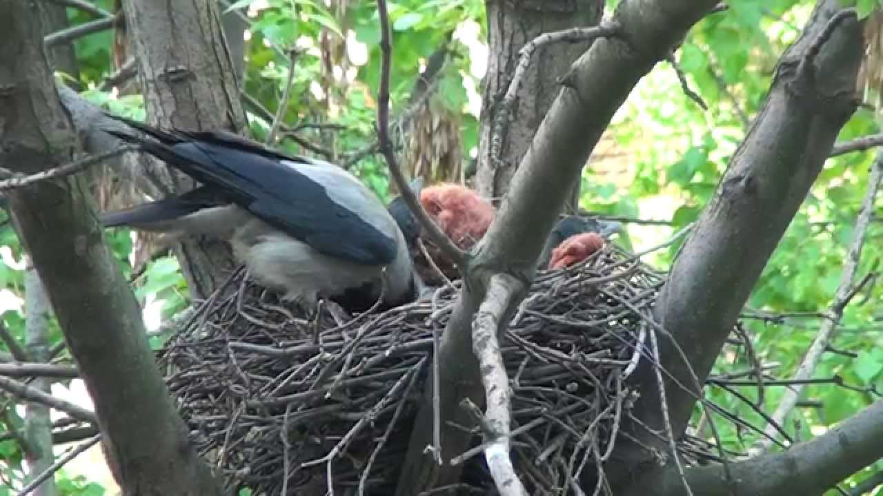 Гнездо вороны воронье гнездо варенье из малины