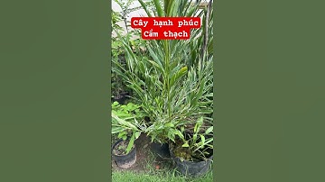 Cây hạnh phúc Cẩm thạch #ngocnganbentre #shortvideo #caycanh #agriculture #0386569374 #fruit