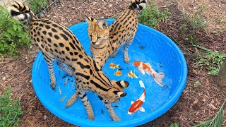 TEACHING EXOTIC CATS TO HUNT LIVE COLORFUL FISH !