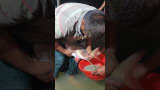 River Fish Cutting &amp; Egg Collection🐟 #shorts