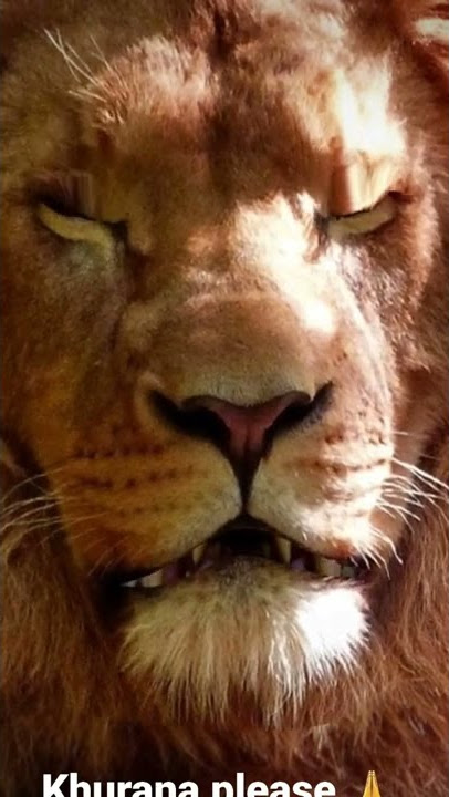 Lion 🦁 amazing video in 3d 😍 👏 🙌 👌 ❤ #short #trending #viral #youtubeshorts #funny