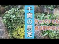 切りながら説明、小さくしても実はあきらめない!千両の剪定(字幕対応)