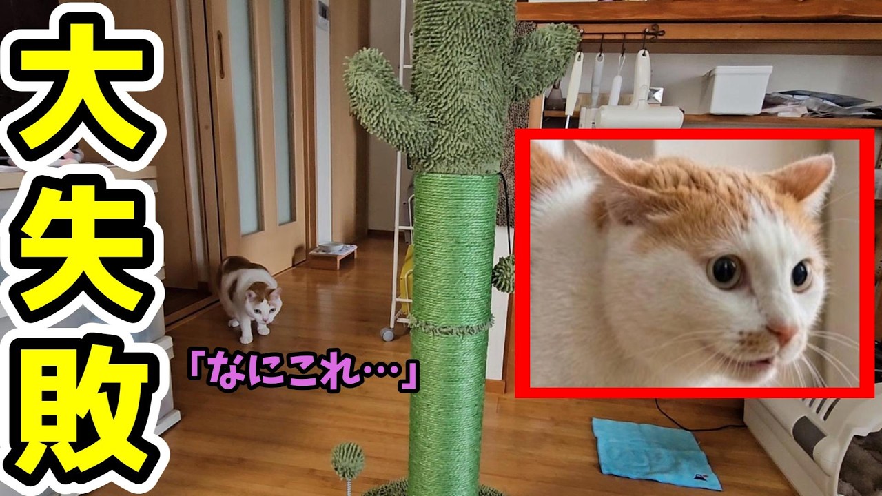 My Cat Turns 5] How the Cats Reacted to a Giant Cactus Scratching