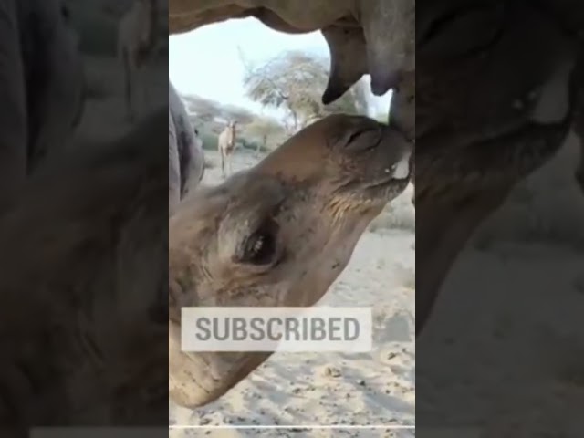 Camel giving milk her baby class=