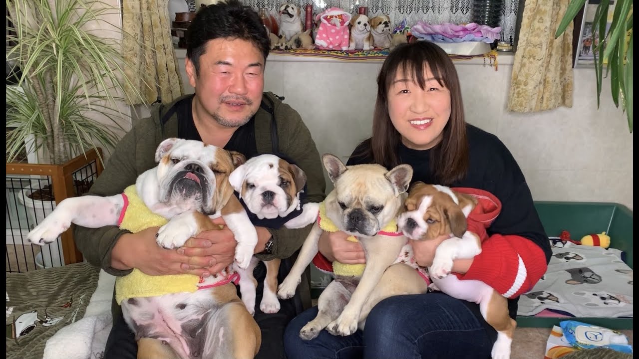犬の大家族 生後2ヶ月 とっても可愛いブルドッグの赤ちゃんが我が家にきました的youtube視頻效果分析報告 Noxinfluencer