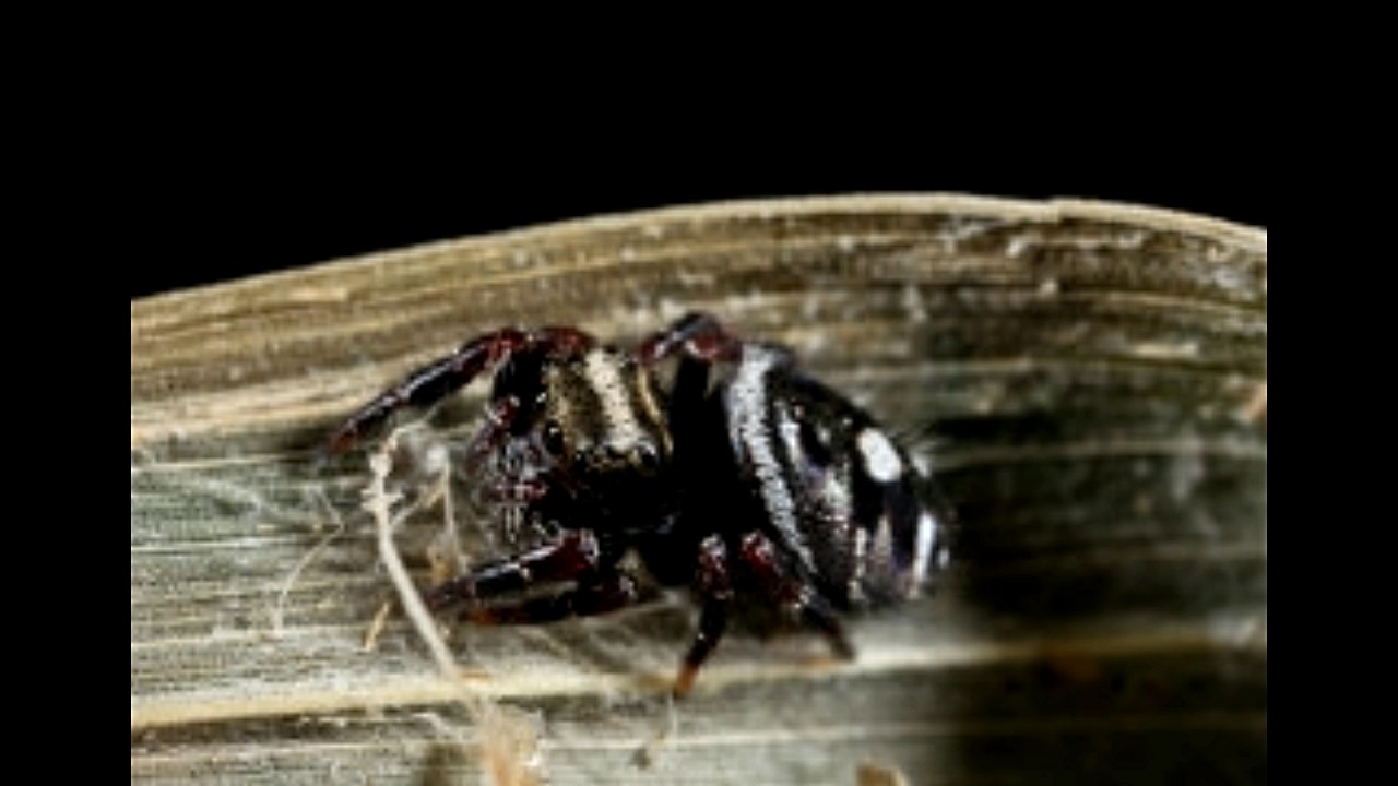 Have You Seen A Black Spider With A White Spot On Its Back YouTube Have You Seen A Black Spider With A White Spot On Its Back YouTube